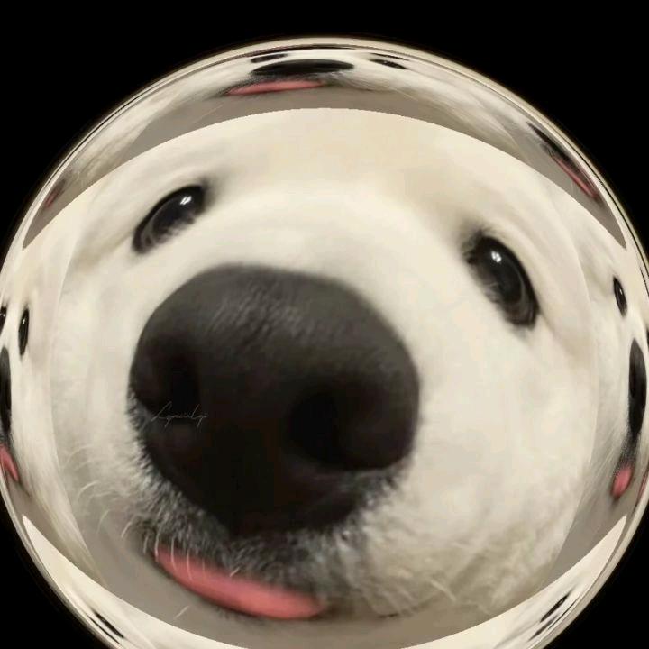 炸弹