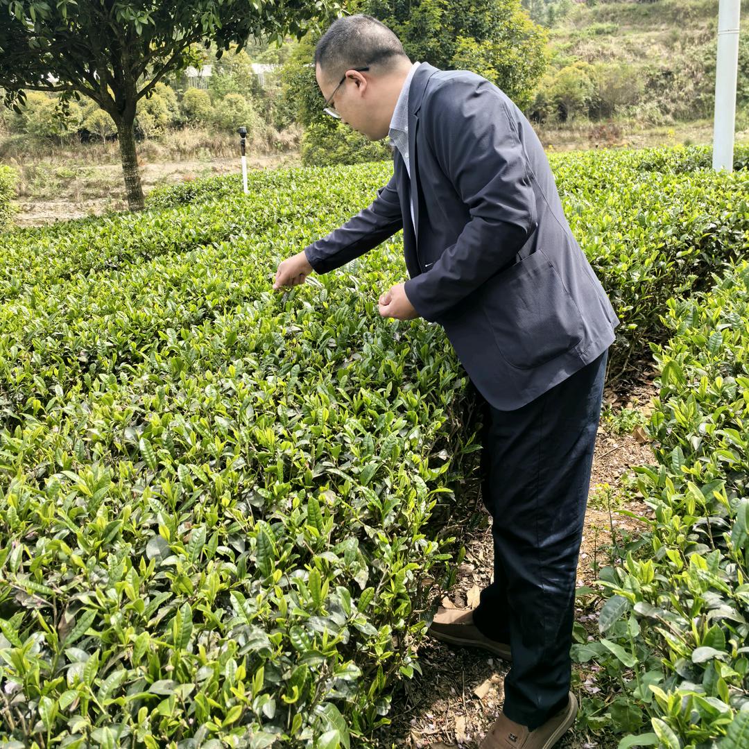 华祥茶叶·恩施玉露利川红宠粉号