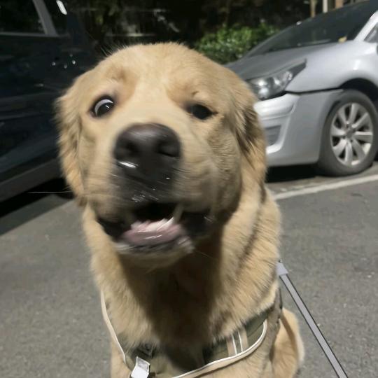 菠萝不要心