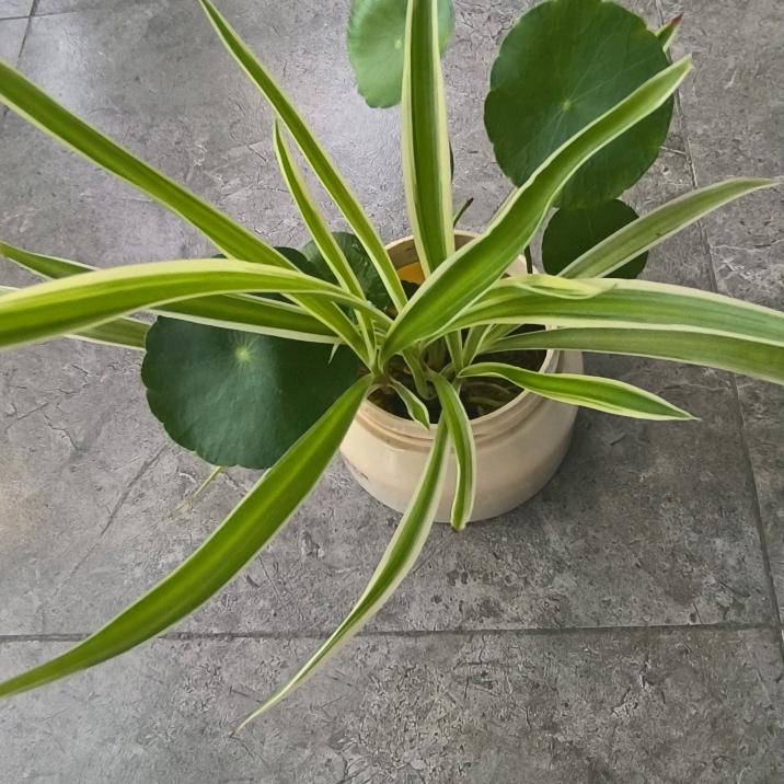 芳草