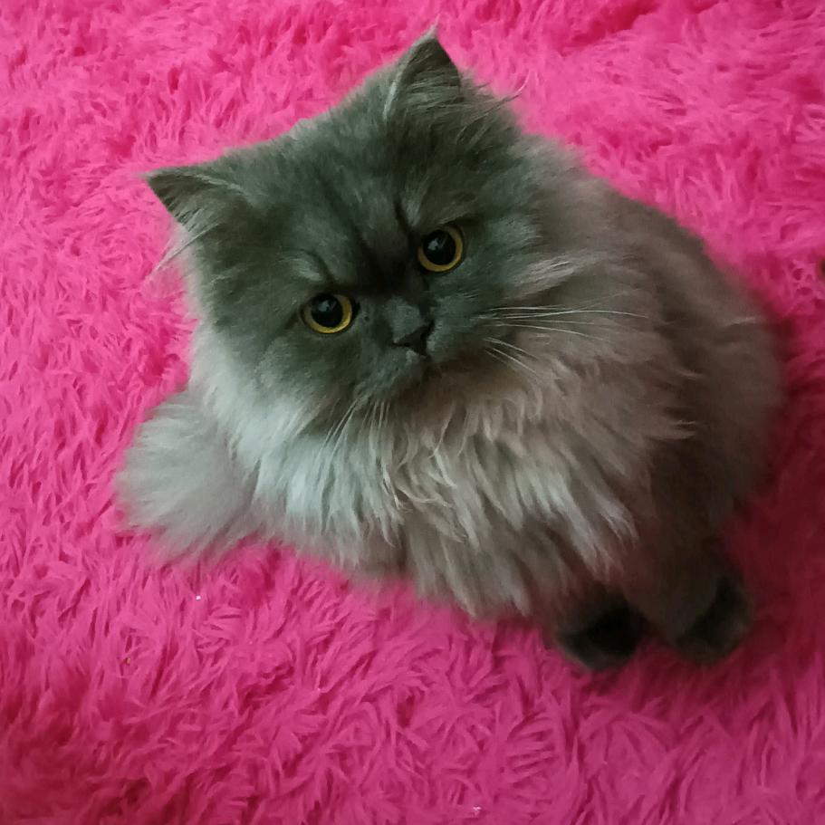 林儿