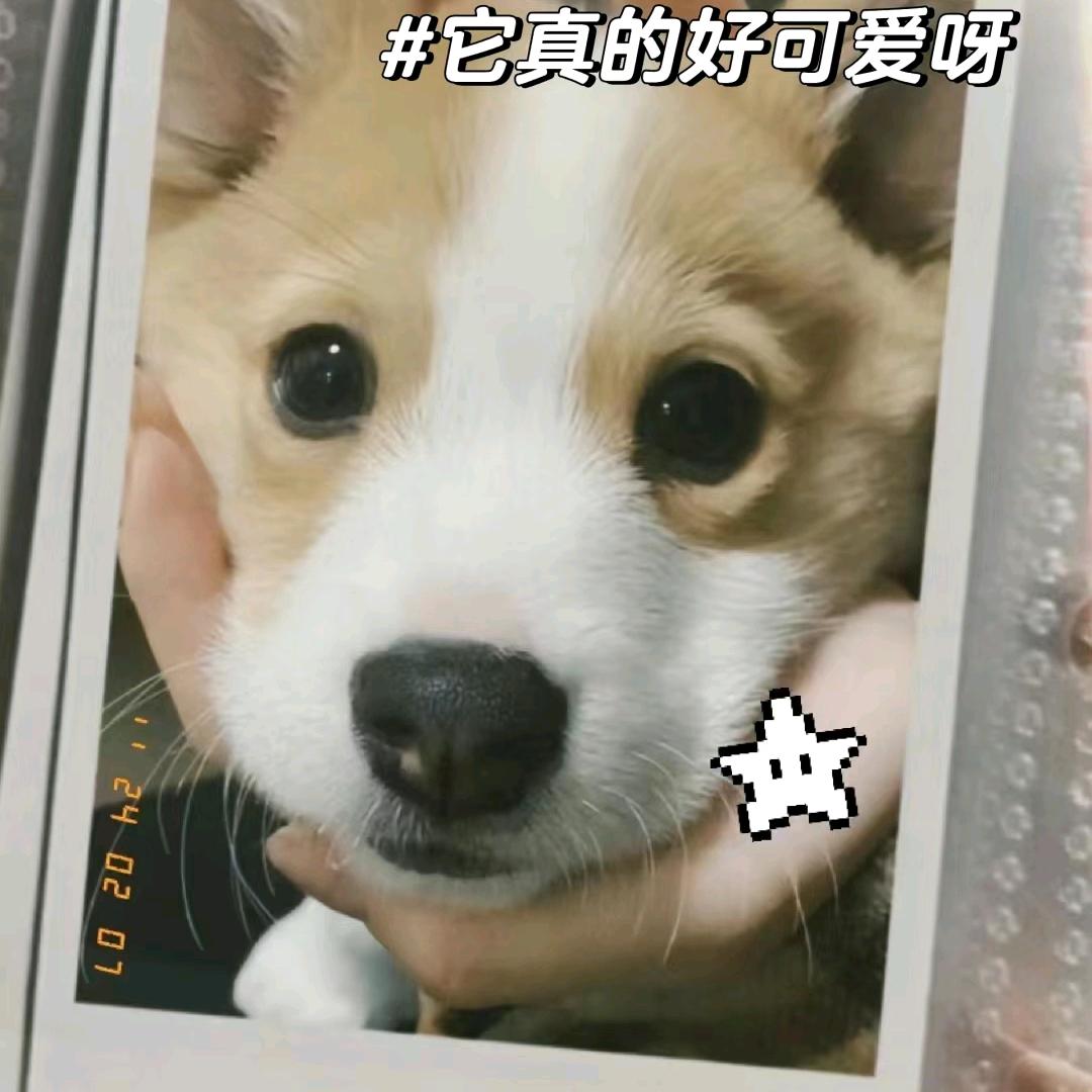 凌星严选