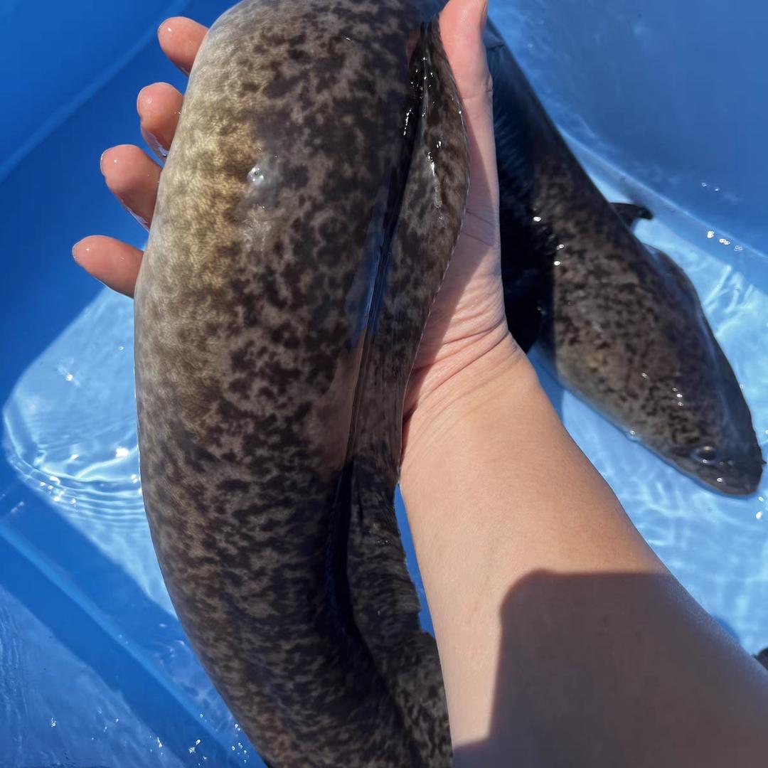 广东鳗鱼种苗养殖场