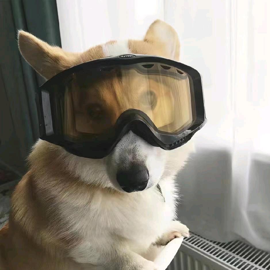 秋盛开