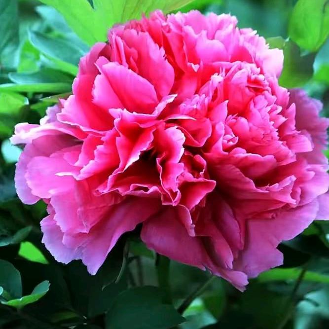 桂花飘香