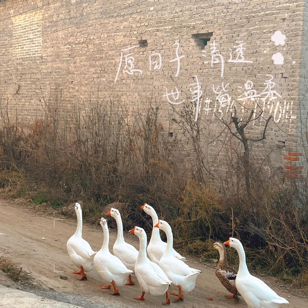 龍图腾788