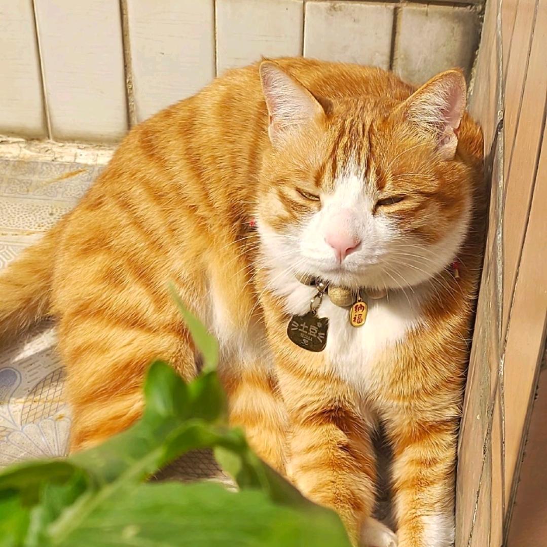 林檎(˃ ⌑ ˂ഃ )