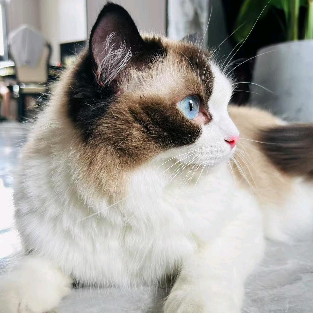 喜宝丨常熟猫