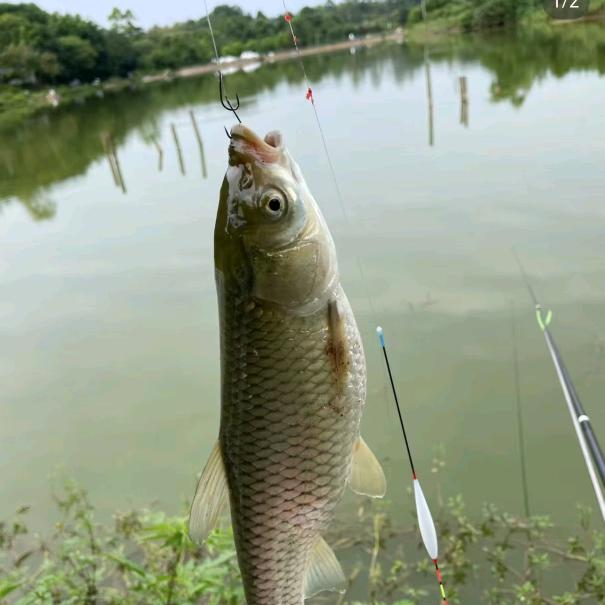 妮子聊鱼饵