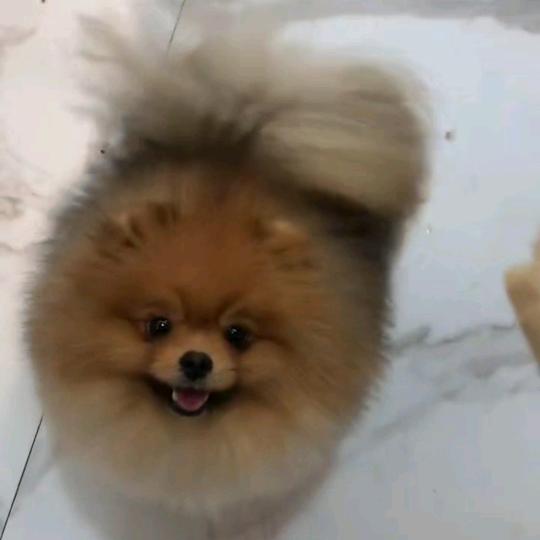 雅鑫博美犬舍