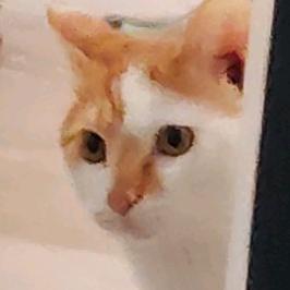 水面漂浮猫尸体🐟