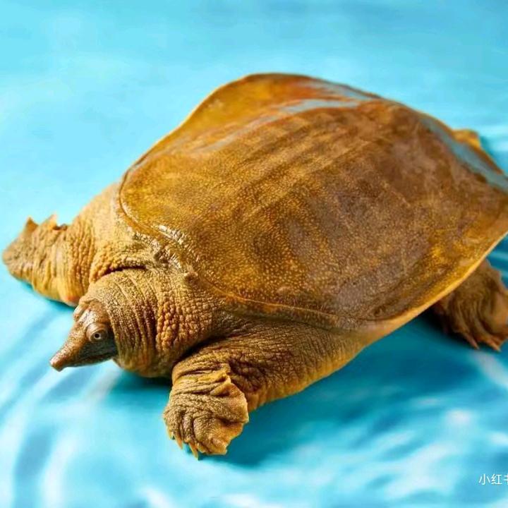 甲鱼生态养殖_月亮