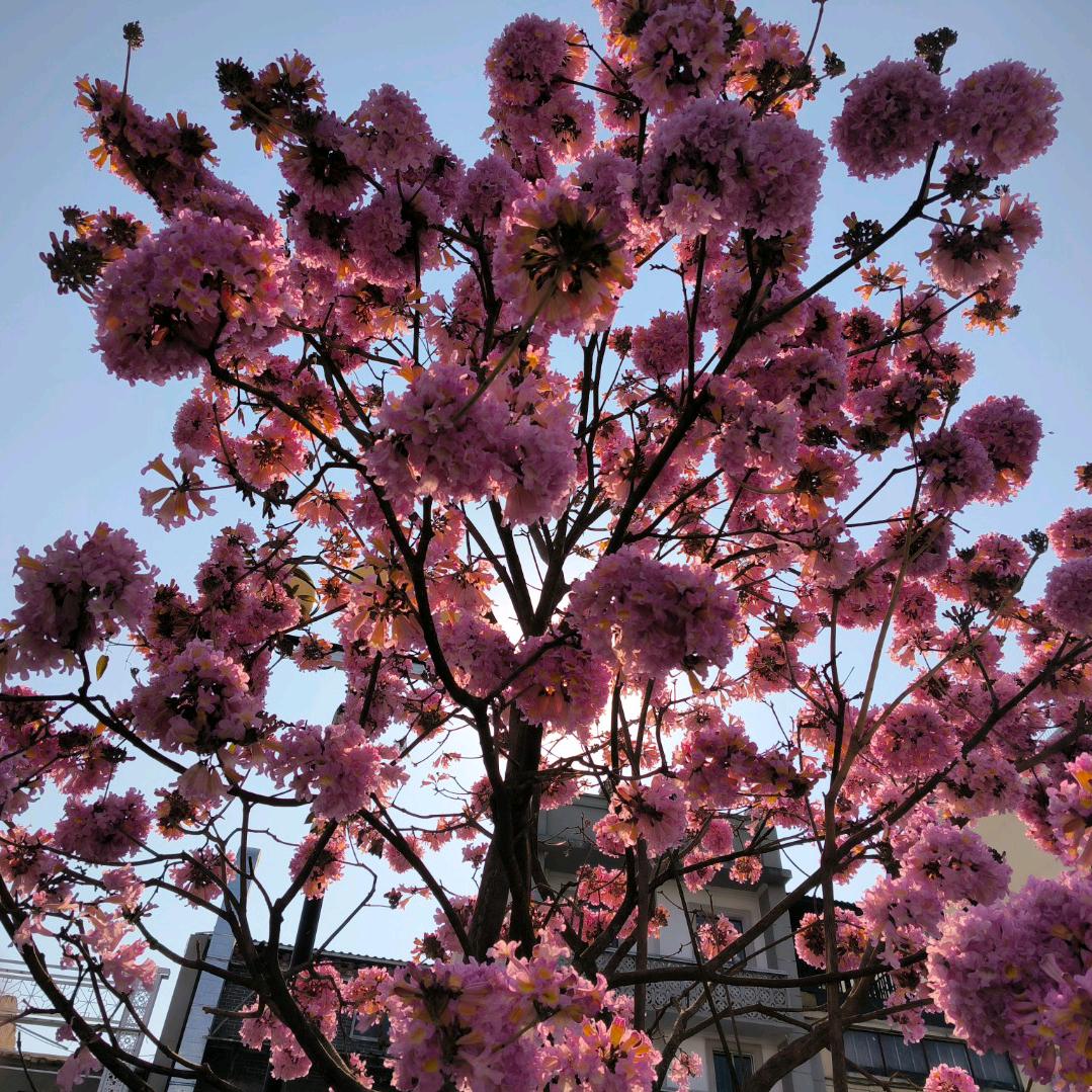 用户48360833817remembe