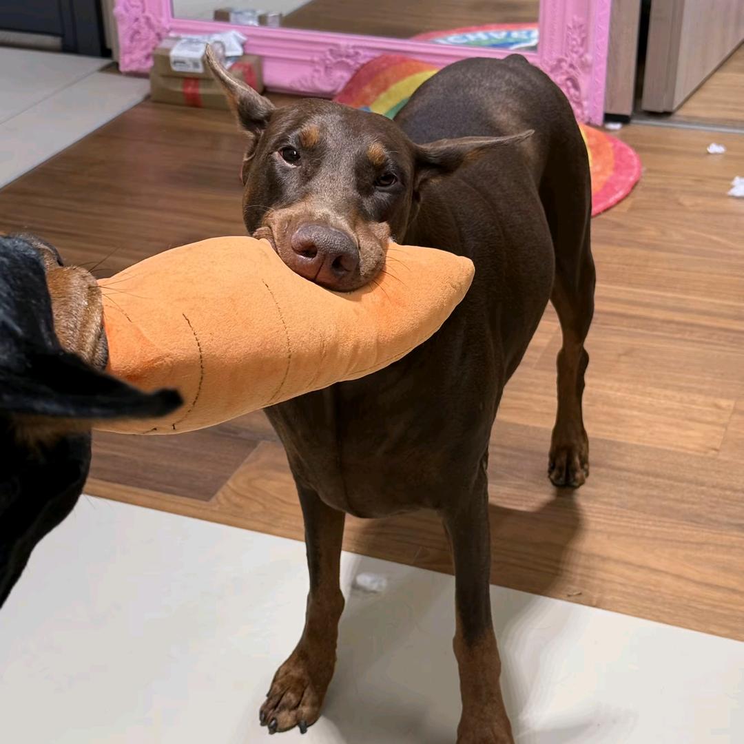 每天睡十六个小时