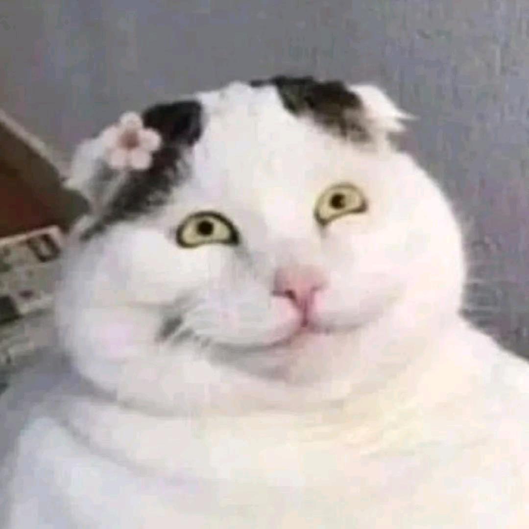 喵了个蛋