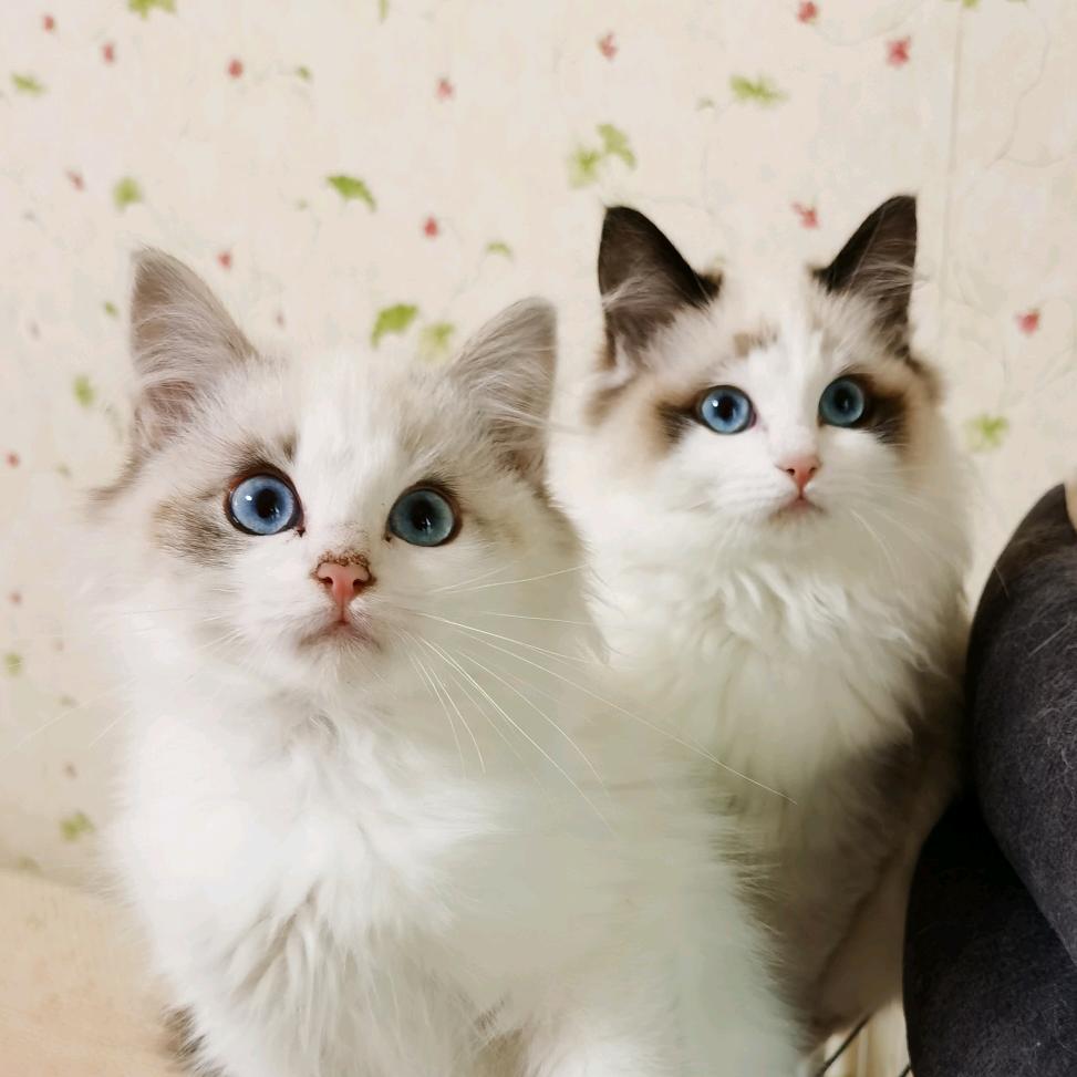一屋子摆烂猫