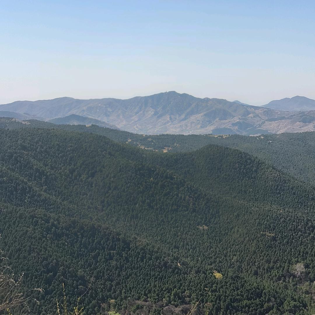 生猪收购任老三