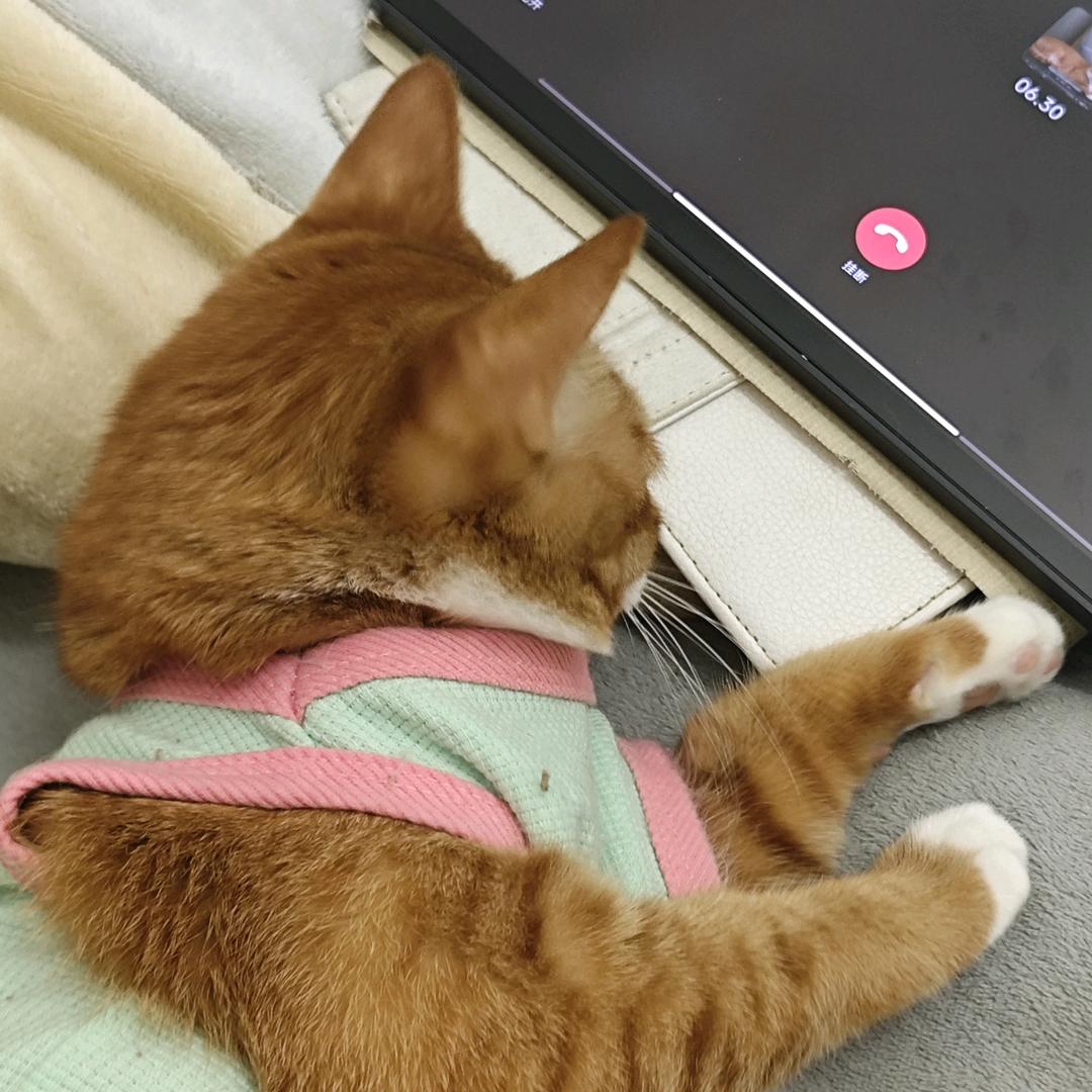 泡泡