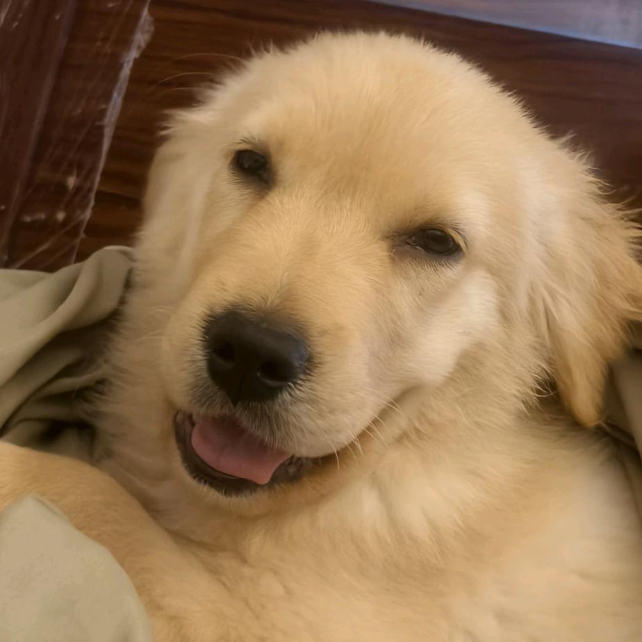 独行者(●°u°●) 」