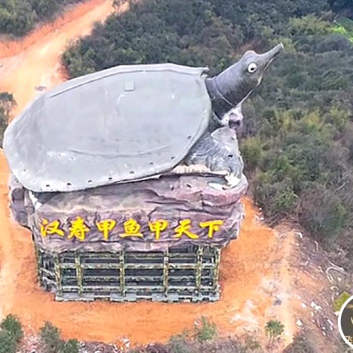 卖甲鱼的艾同学