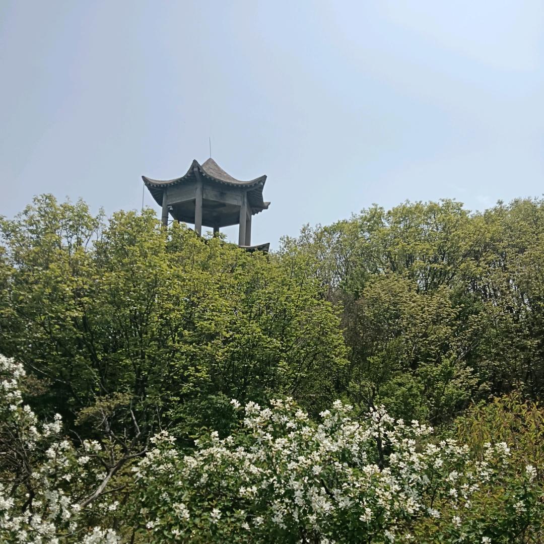 黄金纸上金小宝