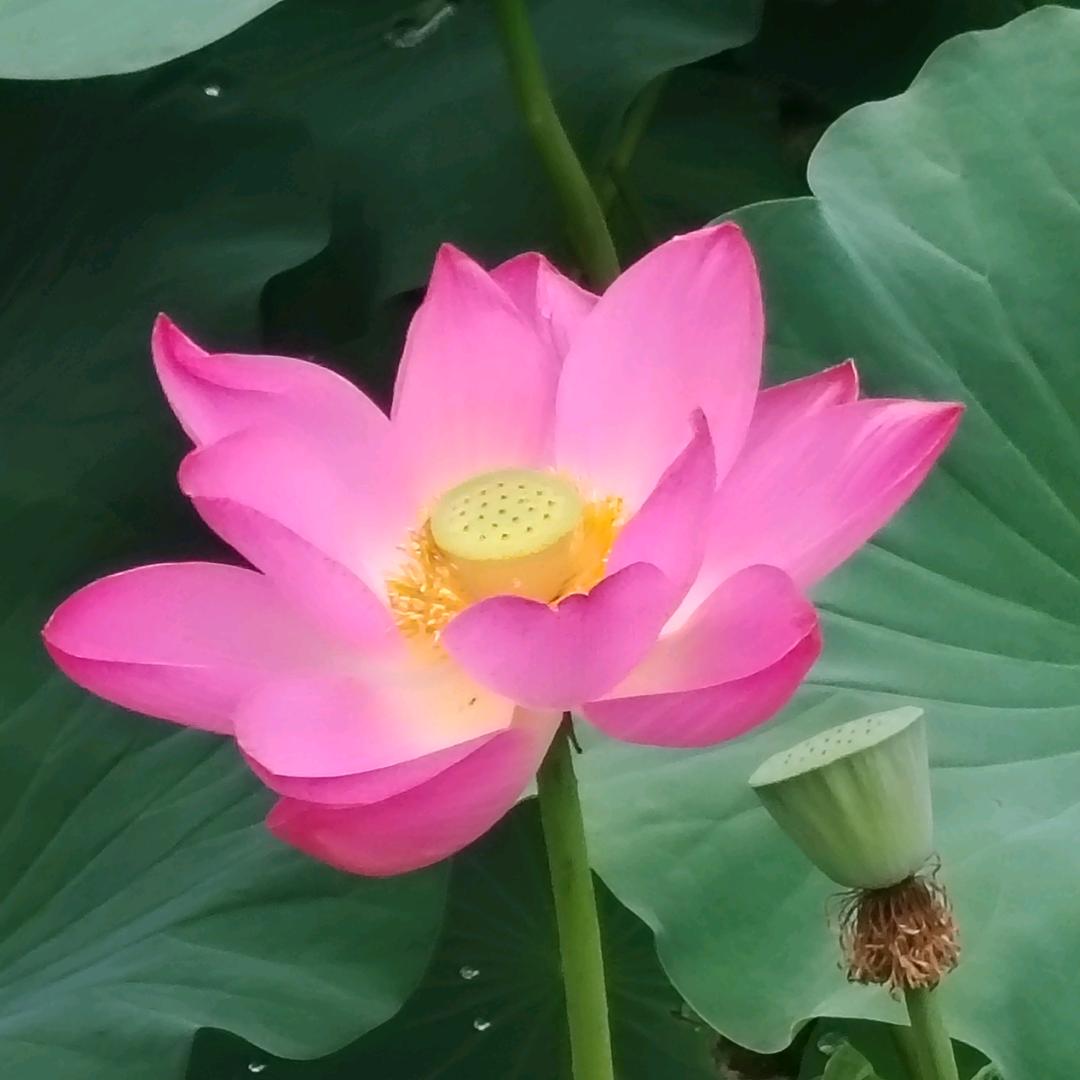 玲姐