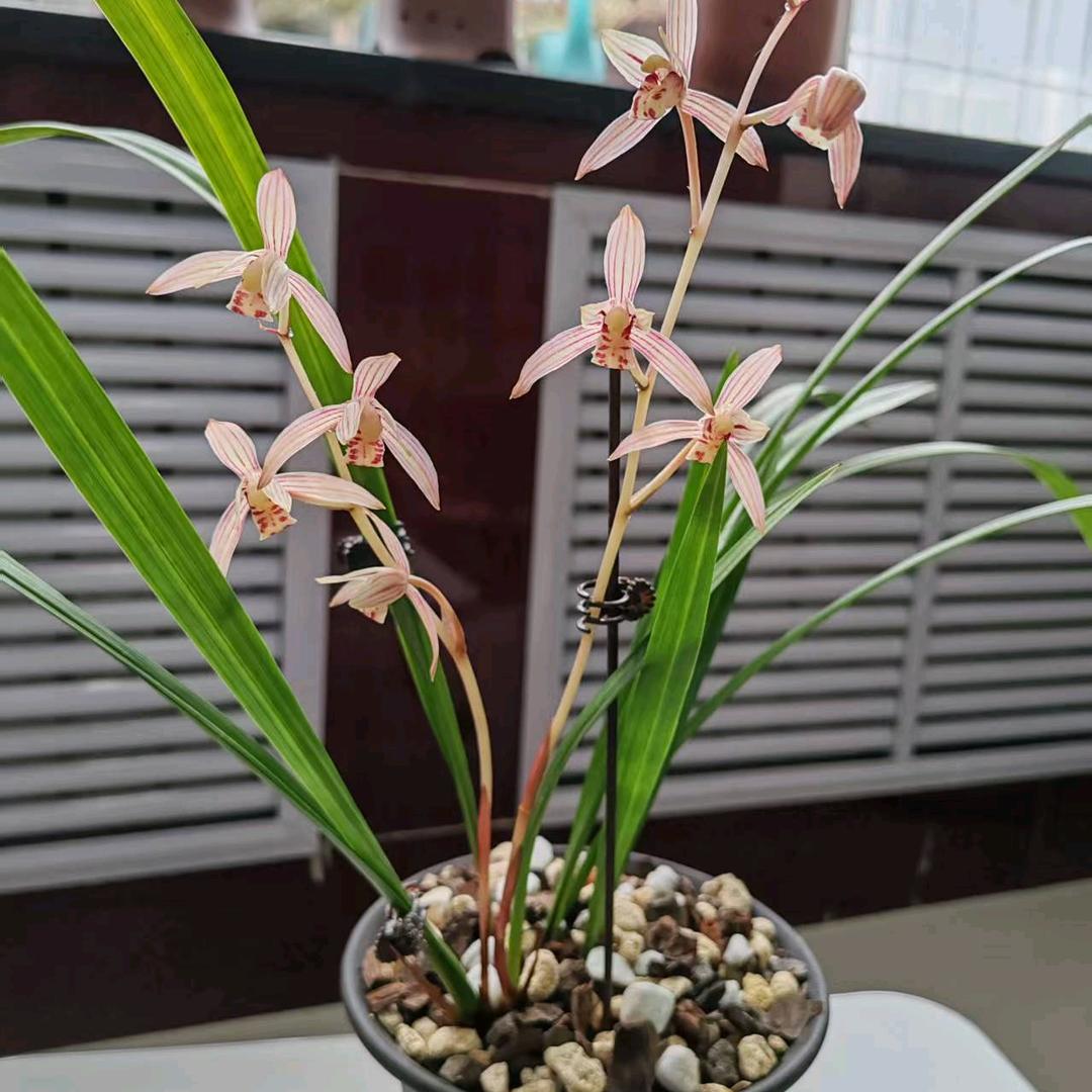 兰时切片