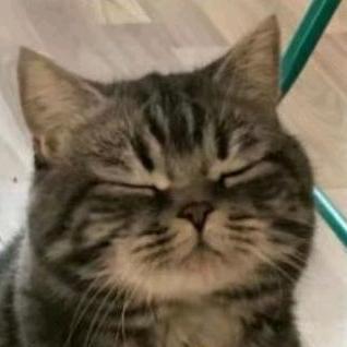 我说捏四象你尔多隆吗