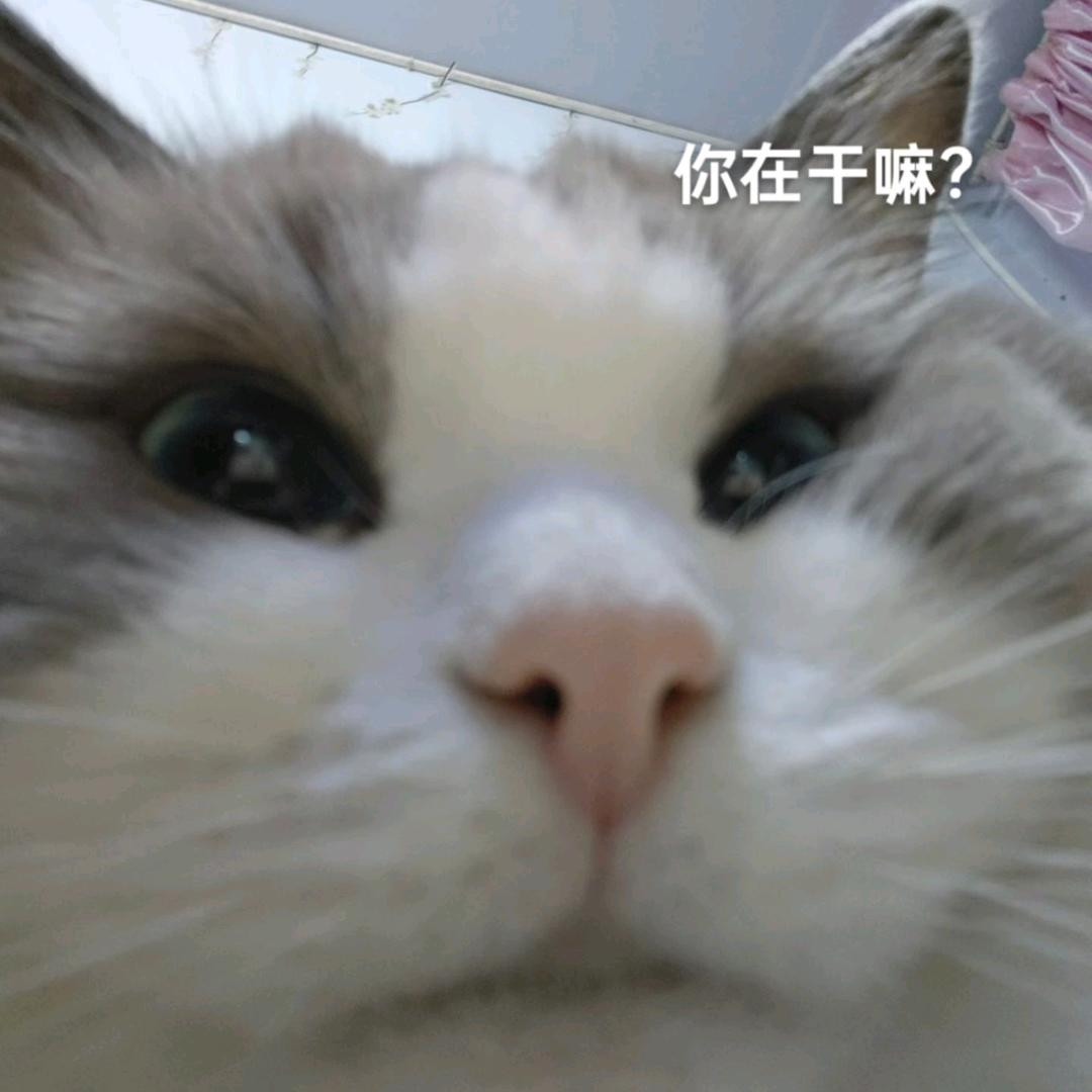 鱼头