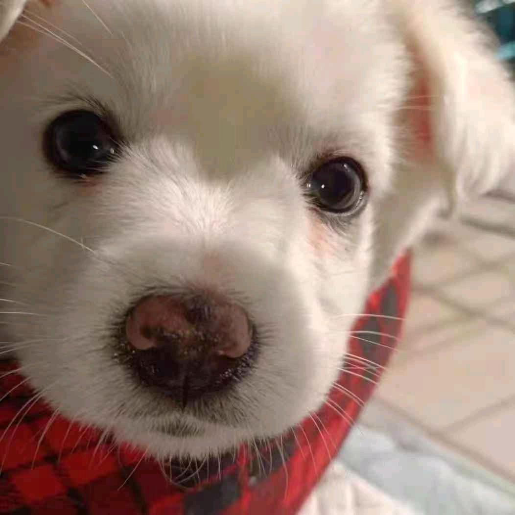 土豆（酸角粥）