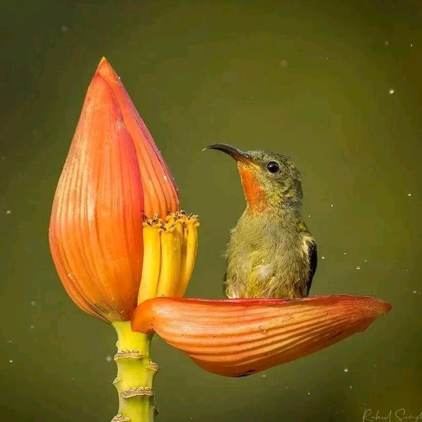 躺在云朵上被治愈