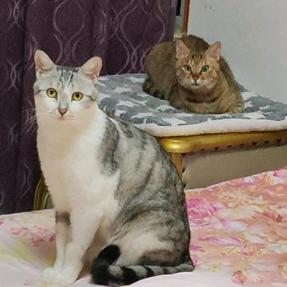 喵喵公主🐱