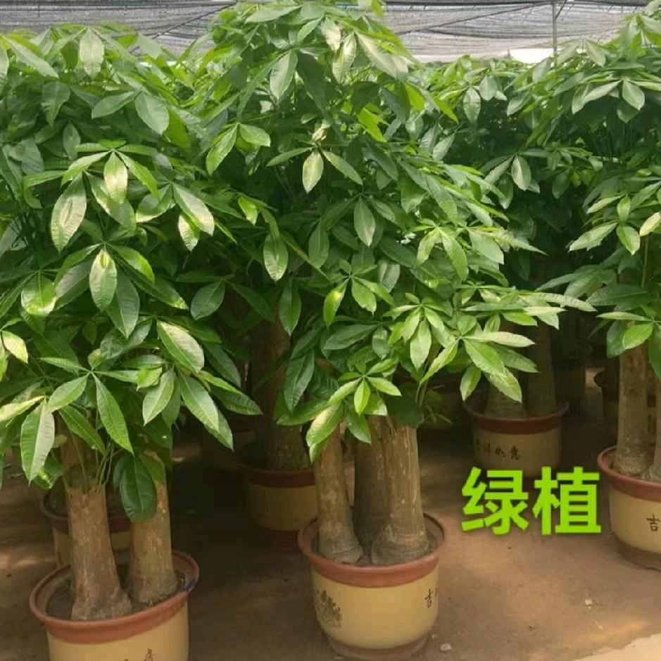 南康三星园林朱钦忠