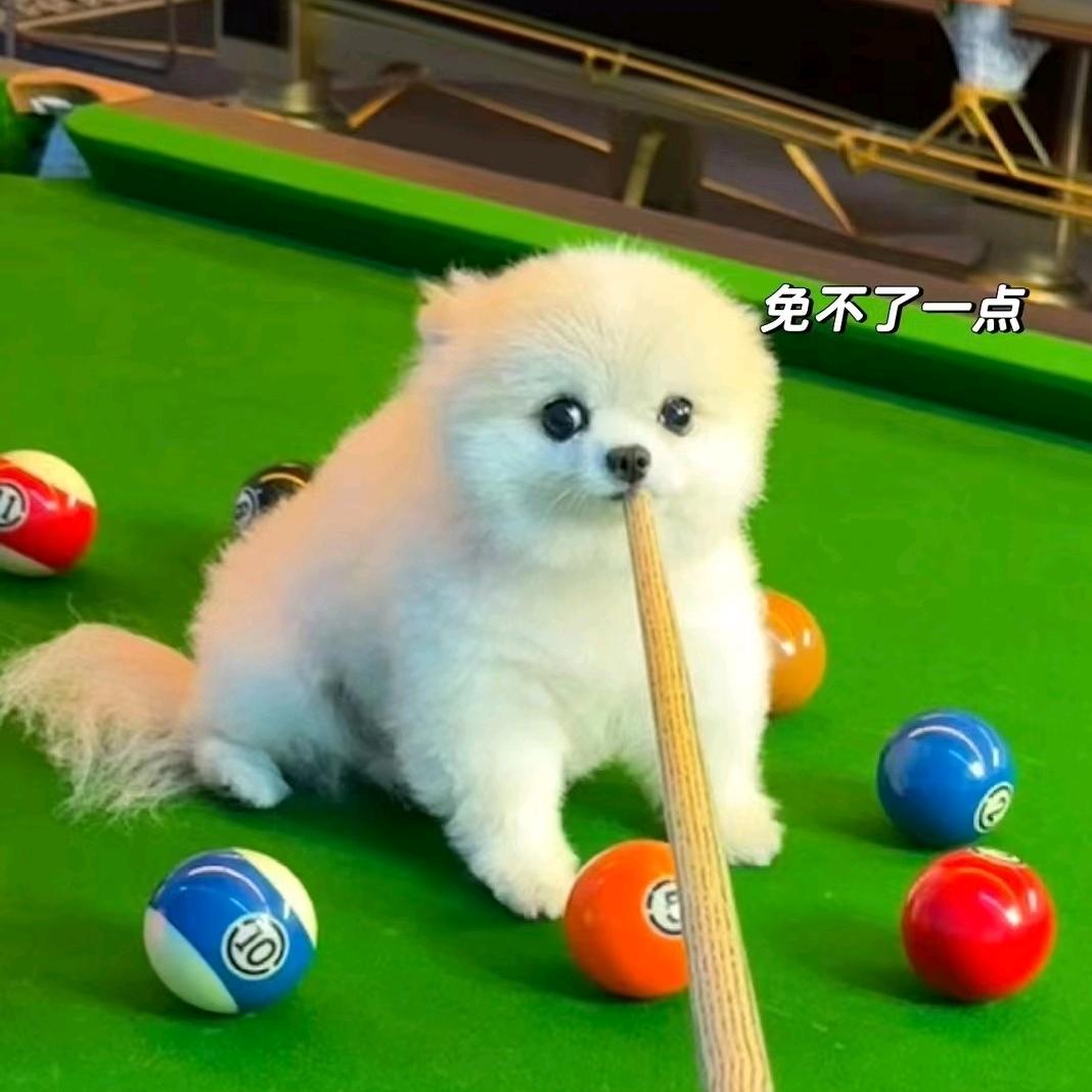 爱打台球的崽崽