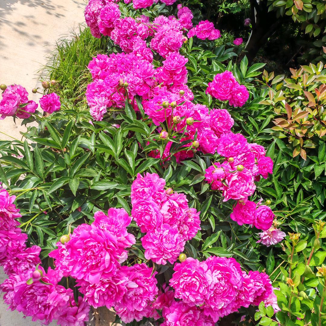 💞ঞᩚ好运常随ꦿꕥ້໌ᮨ💕