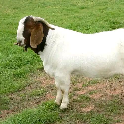 精品山羊生态养殖