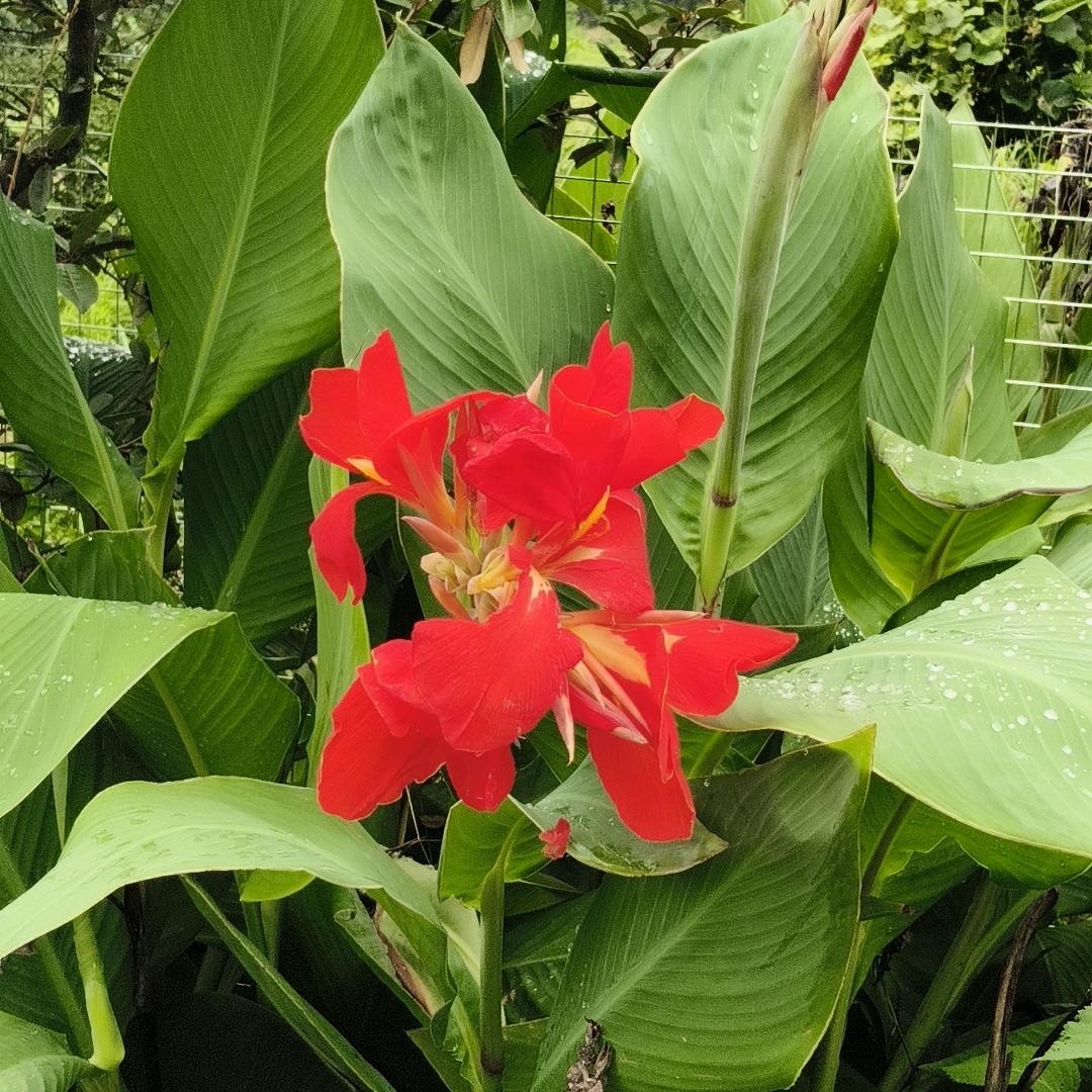 梦罗🌻🌹