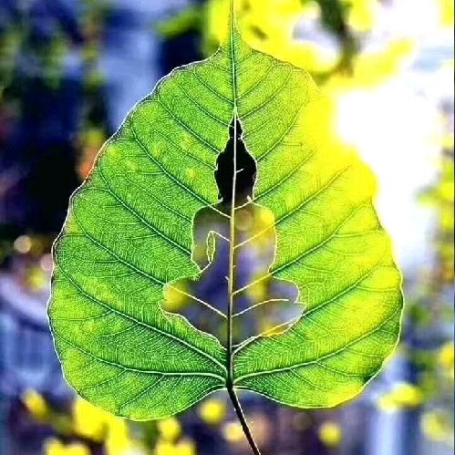 西双版纳勐泐旅游文化