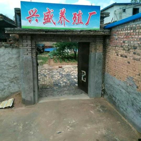 家里有小猪🐷卖