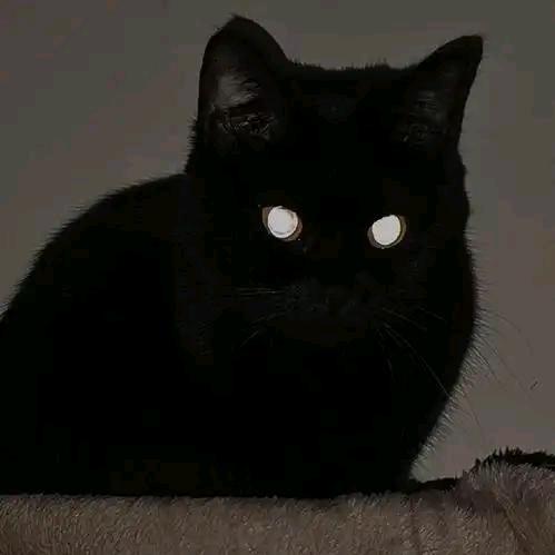 屋顶一只黑色的猫