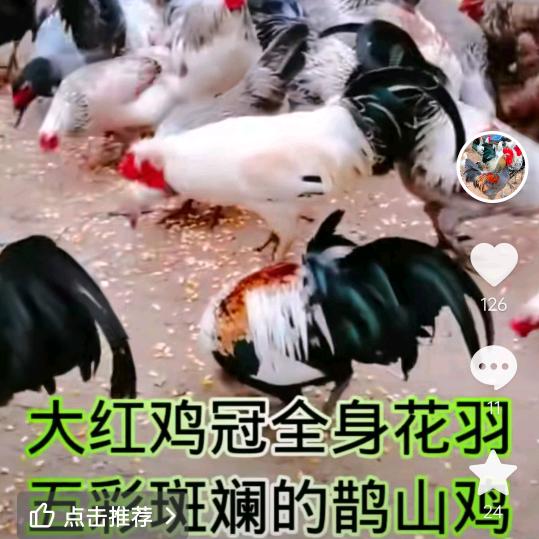 郑