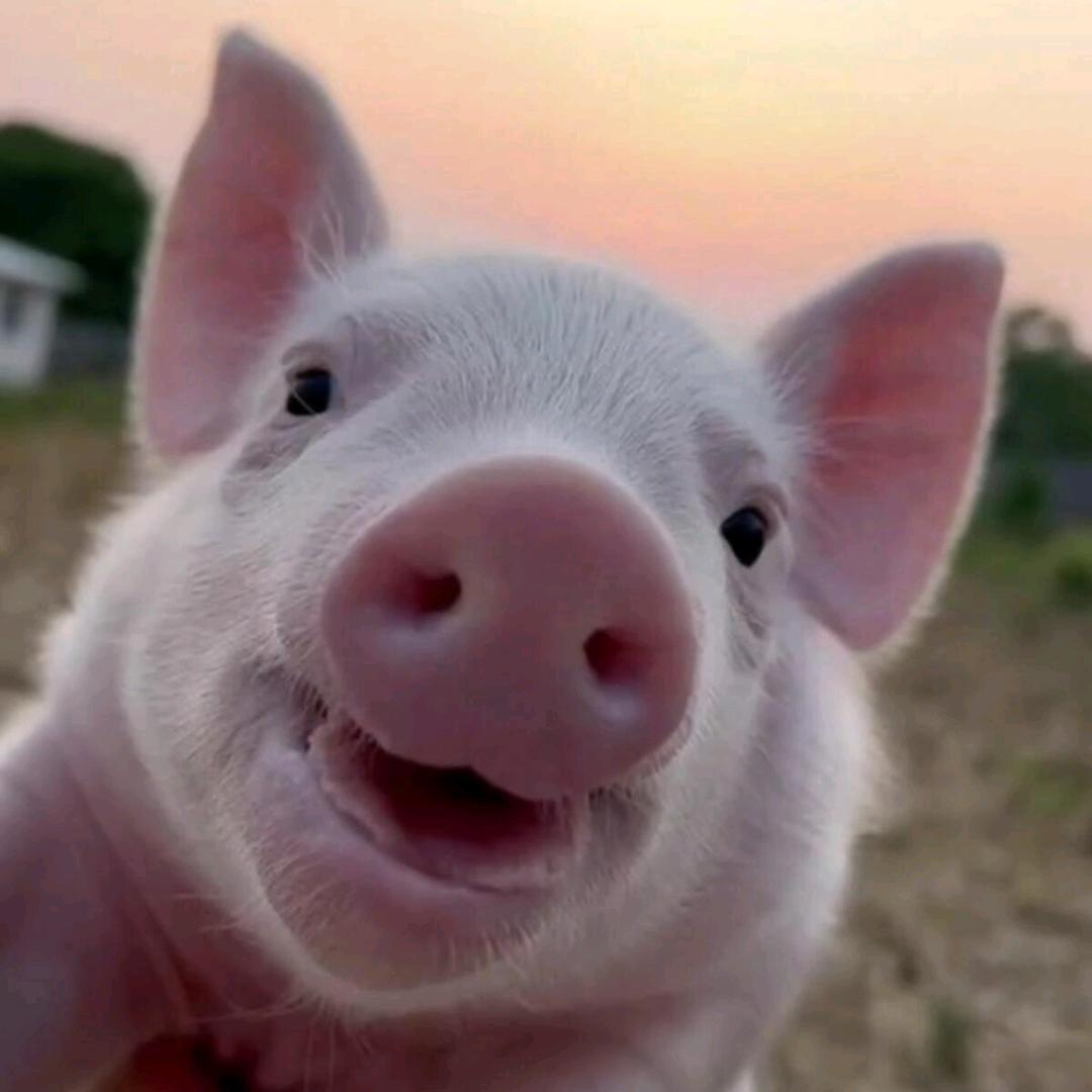 养猪技术李老师