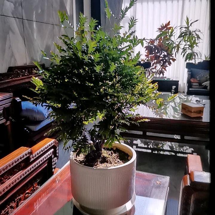 山东君姐