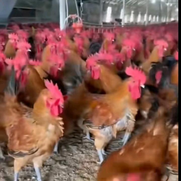 宿迁老唐散养大公鸡批发零售。