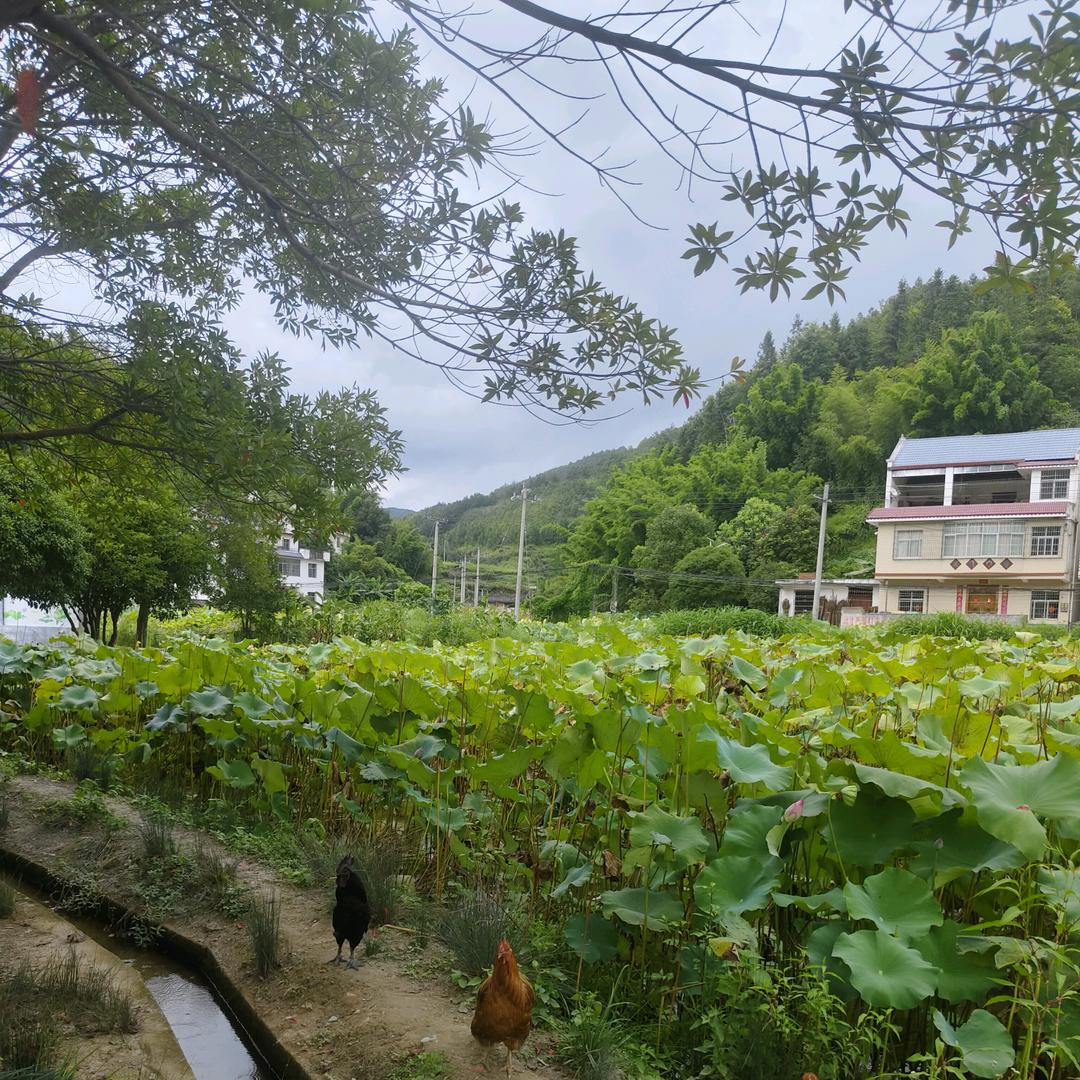 怜香惜玉