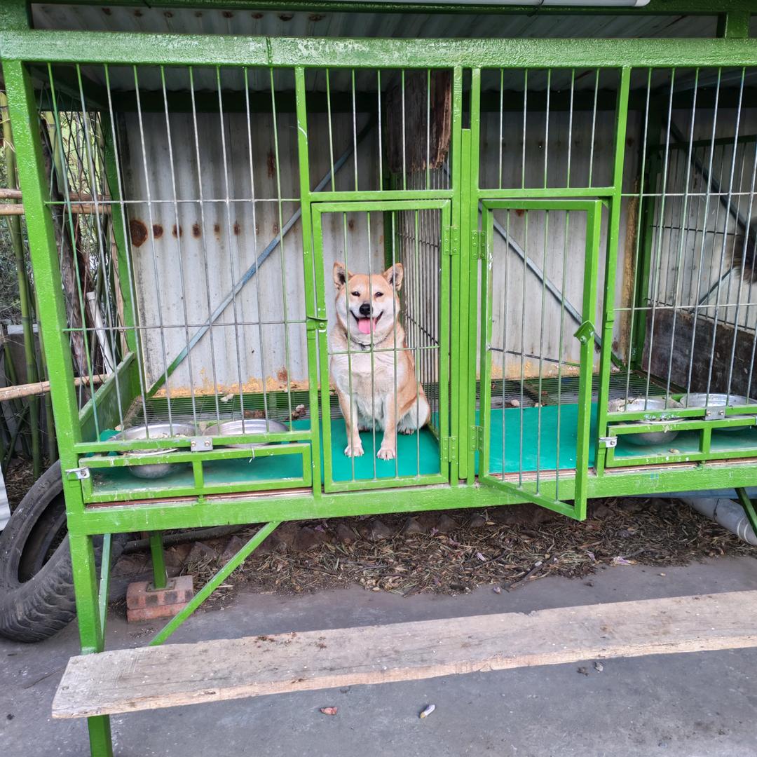 定制狗笼