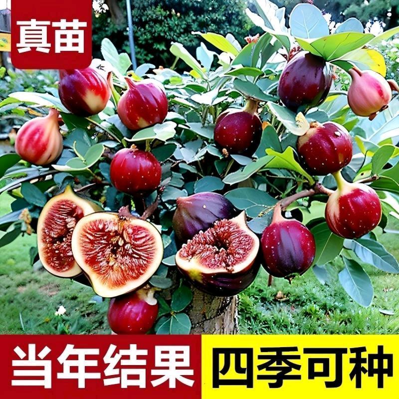 曼花卿合畅果树苗木专卖店2号