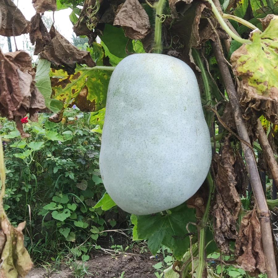 伊伊优选
