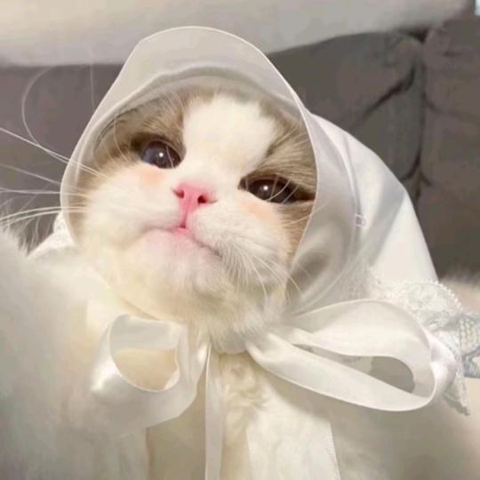 萌猫宠物精选