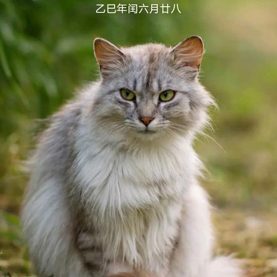 流浪歌哥